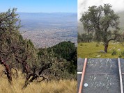 Efectos de los árboles exóticos y del ambiente materno sobre la producción de semillas, la germinación y el crecimiento inicial de Polylepis subtusalbida (Rosaceae) en el Parque Nacional Tunari, Bolivia