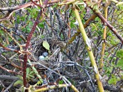 ¿Protegen las espinas arbustivas a los nidos de aves contra la depredación? Un análisis experimental en la estepa patagónica