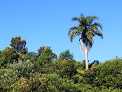 Low temperature extremes influence both the presence of palms and palm species richness in the Atlantic Forest, Southern Brazil