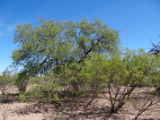 Environmental determinants and challenges for sustainable forest management in the Prosopis flexuosa woodlands from the Monte desert, Argentina