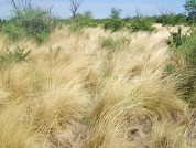 Effect of the availability of water on an invasive grass of the Caldenal Region