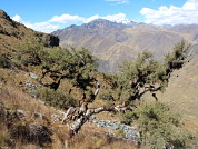 Forest structure of three endemic species of the genus Polylepis (Rosaceae) in central Perú