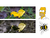 The essential is invisible to the (human) eyes: UV patterns explain the increased visit rate of pollinators to the yellow flowers of the Cytisus scoparius bush