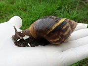 Ten years of the African giant snail in Colombia: Review of the research and dissemination carried out between 2008-2017