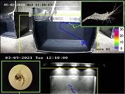 Automated tracking of aquatic crustaceans with potential application on the quantification of animals movement