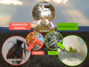 Herbivory and drought in Monte Desert: Stress factors affecting growth and insect attack on leaves and seeds of a native species