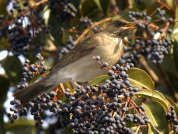 Los rasgos de las aves locales coinciden con rasgos de los frutos de dos plantas exóticas en interacciones fruto-frugívoro urbanas