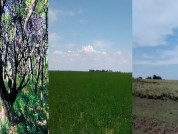 Composición de las comunidades de hongos micorrícicos arbusculares en diferentes usos de suelo en el Caldenal, Argentina