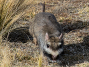 Assisting vizcacha (Lagostomus maximus) reintroduction: How to increase their safe foraging range?