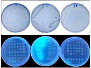 Analysis and characterization of P-solubilizing bacterial populations in a long-term field experiment with different crop sequences