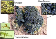 Effect of light, moisture and salinity on the growth of biological soil crust organisms