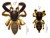 Las arañas saltadoras (Araneae: Salticidae) como indicadoras del estado de conservación de los hábitats en el Chaco Oriental