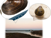Effects of human activities on metabolic parameters in an invasive and a native bivalve in the lower section of Paraná river