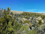 Potential distribution of Polylepis incana in the Ecuadorian Andes for physiology and hybridization studies and forest rehabilitation plans