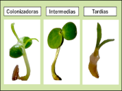 Germination strategies in different successional types of Patagonian Monte species