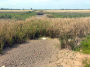 Recolonización de algas tras una sequía extraordinaria en arroyos permanentes de llanura