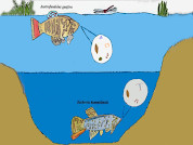 Trophic niche partitioning between Austrofundulus guajira and Rachovia hummelincki (Cyprinodontiformes: Rivulidae) in temporary wetlands in northern Colombia