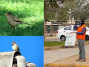 Bird community responses to local and landscape variables in the city of Santiago, Chile