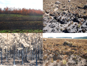 Las causas de los incendios de principios del año 2022 en la provincia de Corrientes