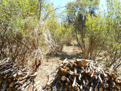 Producción de restos vegetales y descomposición de hojarasca foliar bajo distintas intensidades de corta en fajas en matorrales