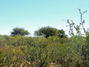 Caracterización y distribución de las comunidades leñosas del ecotono sur Espinal-Monte, Argentina