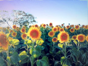 Landscape configuration is an important predictor of sunflower yield in the Argentinean Pampas Region