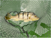 The INVASS model, a conceptual framework to depict the invasion of the top-predator fish Cichla ocellaris in a large river floodplain