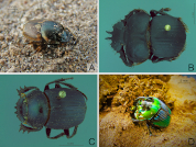The role of dung beetles in seed dispersal in an arid environment