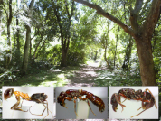 Diversidad taxonómica de los ensambles de hormigas (Hymenoptera: Formicidae) en remanentes de bosque del noreste argentino