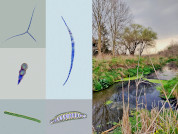 Hongos y algas como indicadores de la calidad del agua de un arroyo urbano