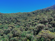Influencia del clima sobre la composición, la diversidad, la biomasa y los rasgos funcionales de la vegetación arbórea de dos bosques tropicales montanos andinos