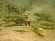 Efecto del Parque Nacional El Rey y de una crecida sobre peces de interés pesquero en un río subandino del noroeste de la Argentina