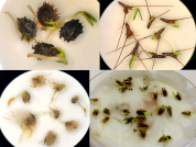 Germinación de semillas de especies nativas colonizadoras de taludes viales del noroeste patagónico
