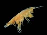 Diversity, distribution, and ecology of the genus Hyalella Smith, 1874 (Crustacea: Amphipoda: Hyalellidae) in the Puna and the Altos Andes ecoregions of Argentina
