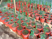 Physiological response of Beilschmiedia miersii to winter water stress in nursery trials