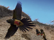 Risk-taking behavior by a cavity-nesting parrot breeding at northern Patagonia, Argentina
