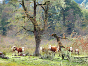 Exclusión al ganado en bosques mixtos de Patagonia norte bajo uso silvopastoril: Respuestas estructurales y funcionales de la vegetación