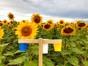 Effects of increasing honeybee densities on sunflower yield components