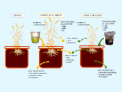 Potential uses of botanical extracts of Larrea and Grindelia in organic agriculture: Effects on soil properties and functional traits relative to growth