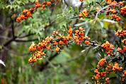 Mechanical control of invasive Pyracantha shrubs under three felling frequencies