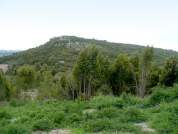 Changes in the seed bank due to the invasion of Baccharis dracunculifolia and Racosperma melanoxylon in mountain environments of the Tandilia System, Buenos Aires