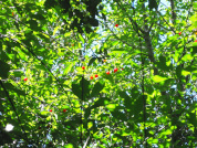 The role of sexual and asexual reproduction of Prunus cerasus (Rosaceae) in fruiting