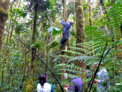 Diversidad, estructura y dinámica de los bosques montanos tropicales: Perspectivas del monitoreo de parcelas permanentes en los Andes venezolanos