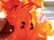 El tulipanero africano Spathodea campanulata (Bignoniaceae) en la Argentina: Impacto de una planta exótica sobre la mortalidad de entomofauna nativa