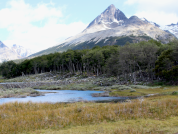 Efectos de la remoción de castoreras de Castor canadensis sobre la diversidad, la abundancia, la dieta y la densidad energética de peces en Tierra del Fuego