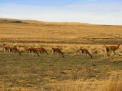 Effect of the reintroduced guanaco vs. domestic livestock herbivory over the lawns of the Quebrada del Condorito National Park