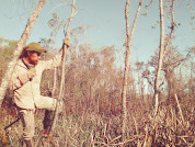 How do drainage ditches affect the spatial arrangement of deltaic vegetation?