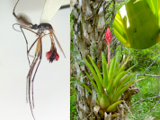 Phytotelmata in native and exotic plants and their mosquito (Diptera: Culicidae) assemblages: Diversity and first records of plant-mosquito associations in a subtropical region of Argentina