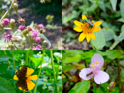 Effect of green spaces and floral composition on the community of flower visitors in a piedmont city in Argentina