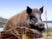 The feral boar and the feral pig (Sus scrofa) in Argentina